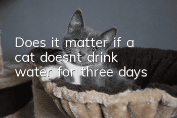 Does it matter if a cat doesn’t drink water for three days?