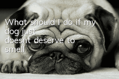 What should I do if my dog just doesn’t deserve to smell?