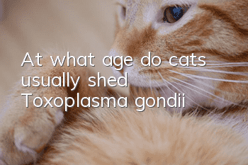 At what age do cats usually shed Toxoplasma gondii?