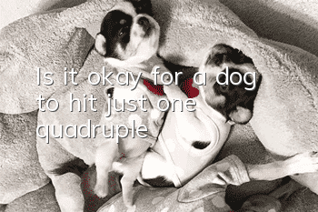 Is it okay for a dog to hit just one quadruple?