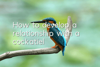 How to develop a relationship with a cockatiel