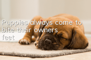 Puppies always come to bite their owners’ feet