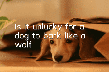 Is it unlucky for a dog to bark like a wolf?