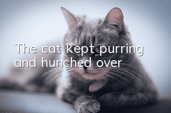 The cat kept purring and hunched over