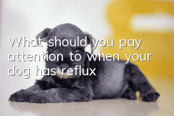 What should you pay attention to when your dog has reflux?