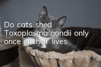 Do cats shed Toxoplasma gondii only once in their lives?