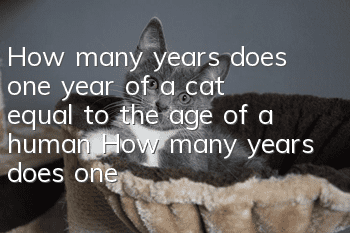 How many years does one year of a cat equal to the age of a human? How many years does one year of a cat equal to the age of a human?
