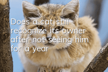 Does a cat still recognize its owner after not seeing him for a year?