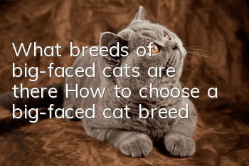 What breeds of big-faced cats are there? How to choose a big-faced cat breed!