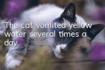 The cat vomited yellow water several times a day