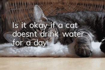 Is it okay if a cat doesn’t drink water for a day?