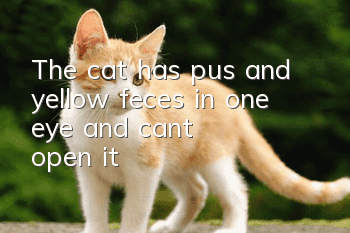 The cat has pus and yellow feces in one eye and can't open it