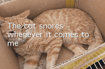 The cat snores whenever it comes to me