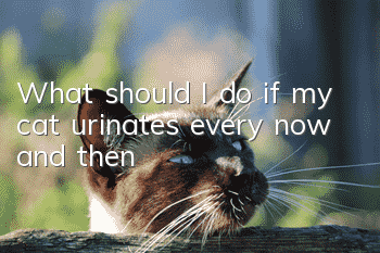 What should I do if my cat urinates every now and then?