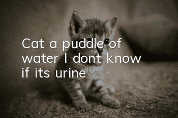 Cat, a puddle of water, I don’t know if it’s urine