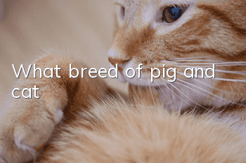 What breed of pig and cat