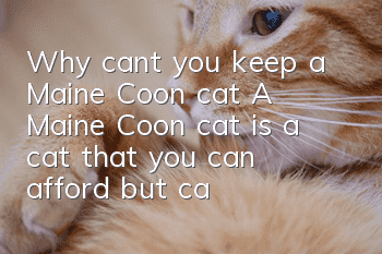 Why can’t you keep a Maine Coon cat? A Maine Coon cat is a cat that you can afford but can’t keep!