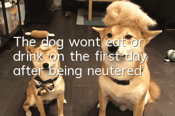 The dog won’t eat or drink on the first day after being neutered