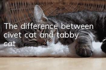The difference between civet cat and tabby cat