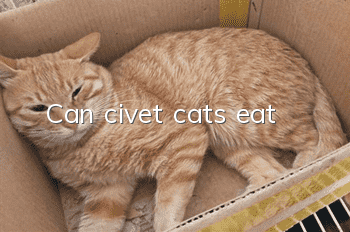 Can civet cats eat?