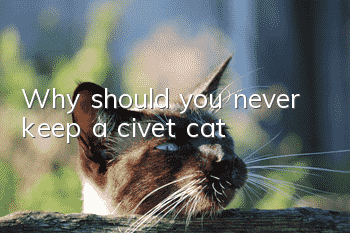 Why should you never keep a civet cat?