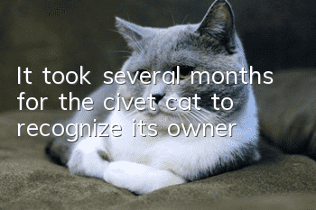It took several months for the civet cat to recognize its owner