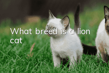 What breed is a lion cat?