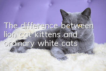 The difference between lion cat kittens and ordinary white cats