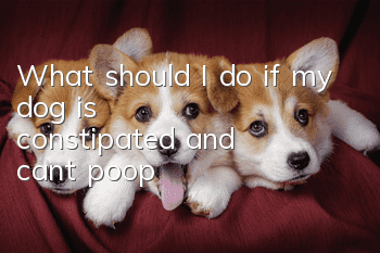 What should I do if my dog is constipated and can’t poop?