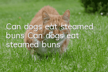 Can dogs eat steamed buns? Can dogs eat steamed buns?