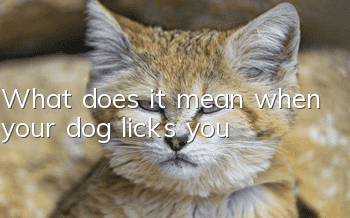 What does it mean when your dog licks you?