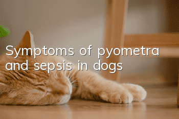 Symptoms of pyometra and sepsis in dogs