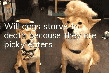 Will dogs starve to death because they are picky eaters?