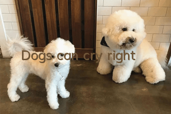 Dogs can cry, right?