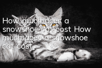 How much does a snowshoe cat cost? How much does a snowshoe cat cost?