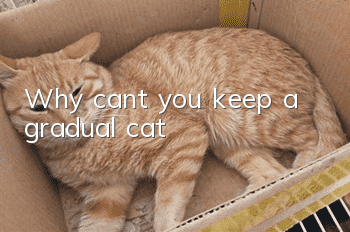 Why can’t you keep a gradual cat?