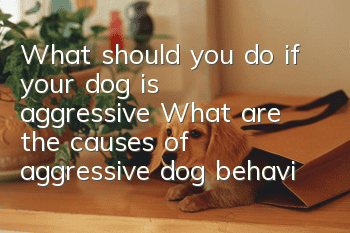 What should you do if your dog is aggressive? What are the causes of aggressive dog behavior and how to correct it!