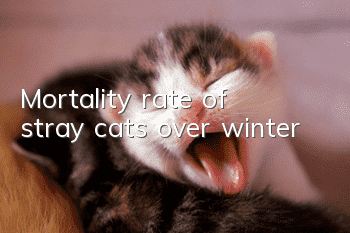 Mortality rate of stray cats over winter