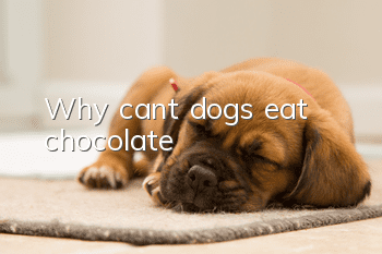 Why can’t dogs eat chocolate?