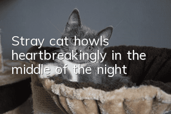 Stray cat howls heartbreakingly in the middle of the night