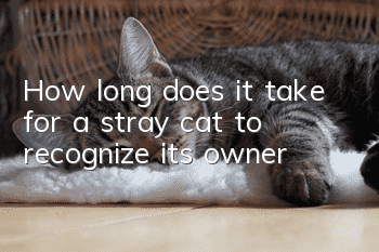How long does it take for a stray cat to recognize its owner?