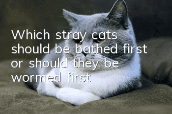 Which stray cats should be bathed first or should they be wormed first?