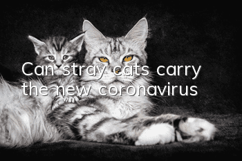 Can stray cats carry the new coronavirus?