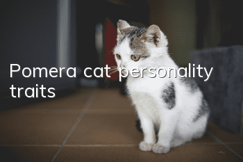 Pomera cat personality traits