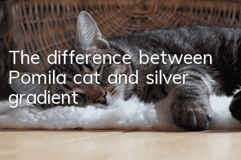 The difference between Pomila cat and silver gradient