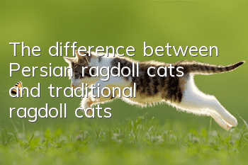 The difference between Persian ragdoll cats and traditional ragdoll cats