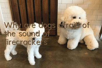Why are dogs afraid of the sound of firecrackers?