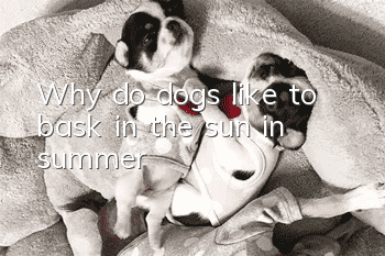 Why do dogs like to bask in the sun in summer?