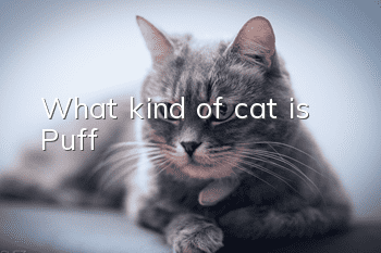 What kind of cat is Puff?