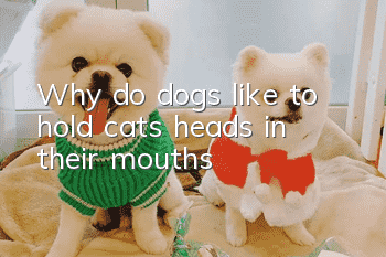 Why do dogs like to hold cats’ heads in their mouths?